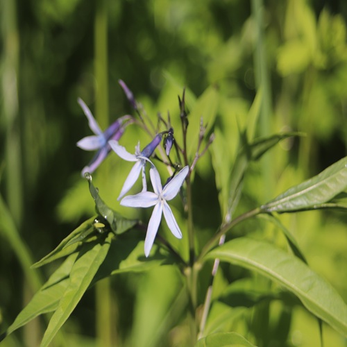 チョウジソウの花