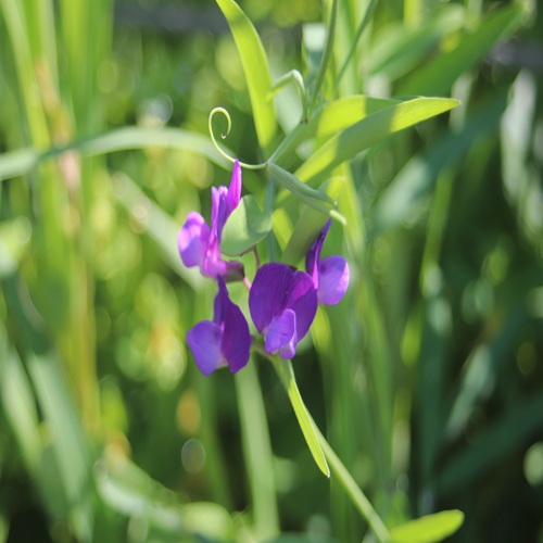 レンリソウの花