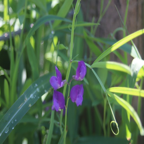 レンリソウの花
