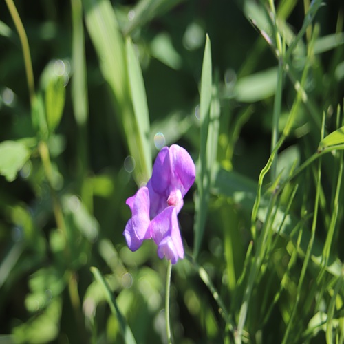 レンリソウの花