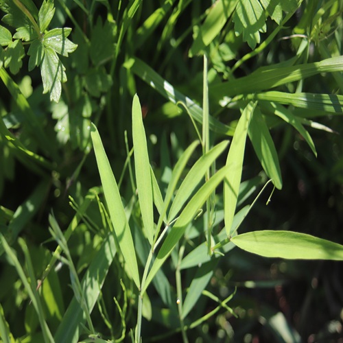 レンリソウの葉