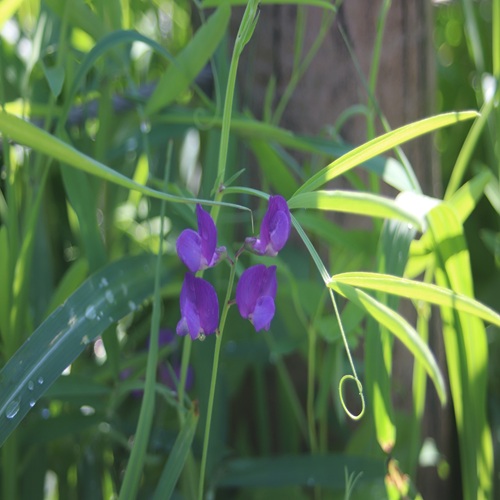 レンリソウの花