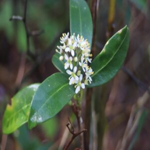 ミヤマシキミの花