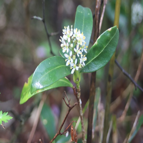 ミヤマシキミの花