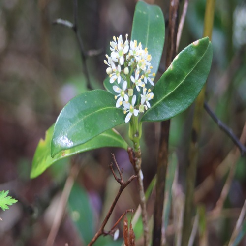 ミヤマシキミの花