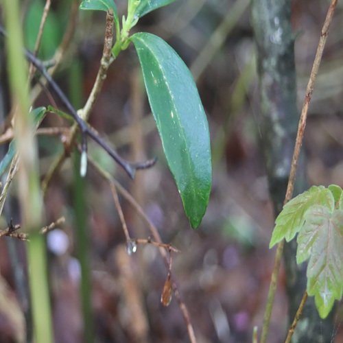 ミヤマシキミの葉