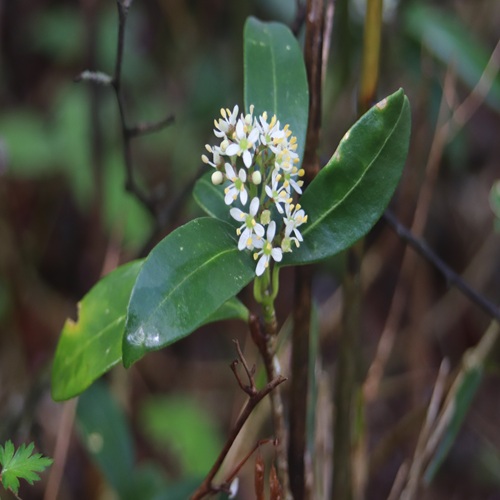 ミヤマシキミの花