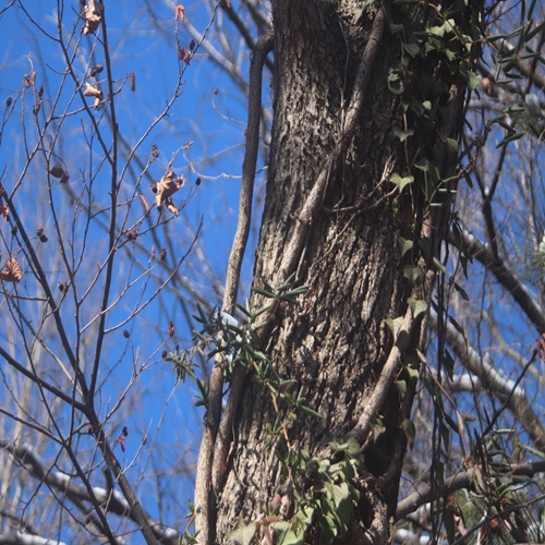 ハンノキの樹皮
