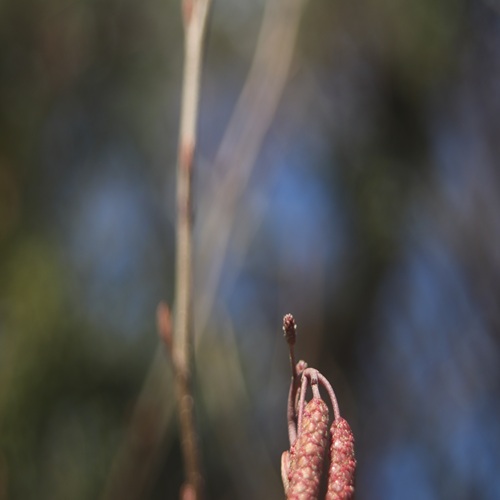 ハンノキの雌花