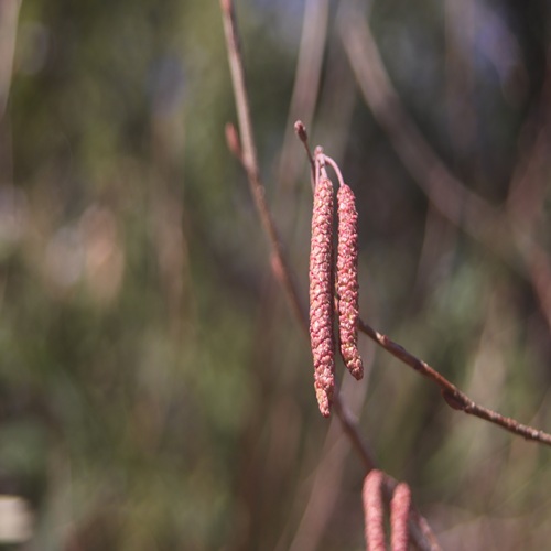 ハンノキの雄花