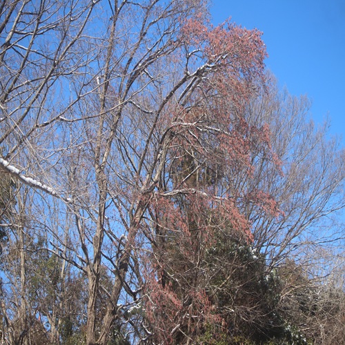 ハンノキの木の全体像