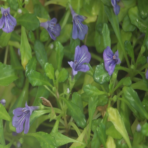 ヒメキランソウの花