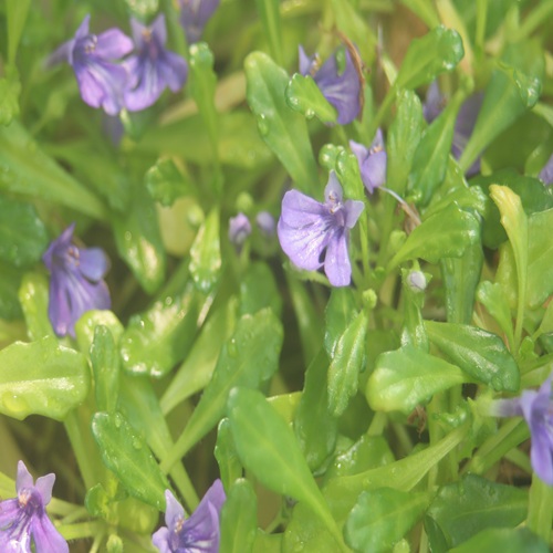 ヒメキランソウの花