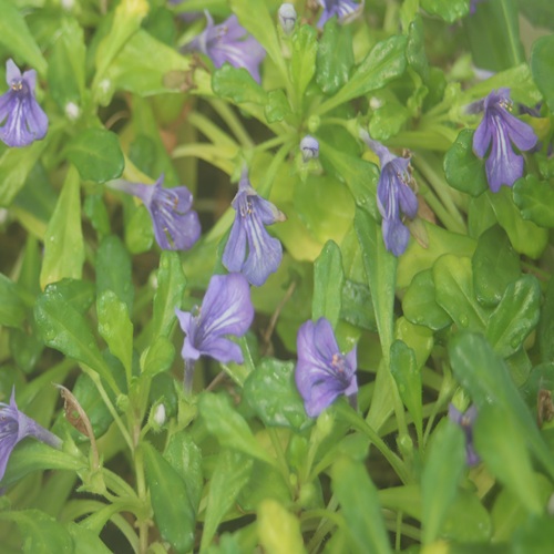 ヒメキランソウの花