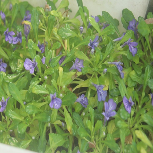 ヒメキランソウの花の群落