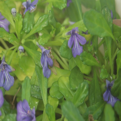 ヒメキランソウの花