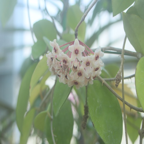 サクラランの花