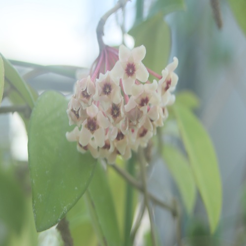 サクラランの花