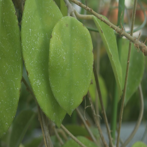 サクラランの葉