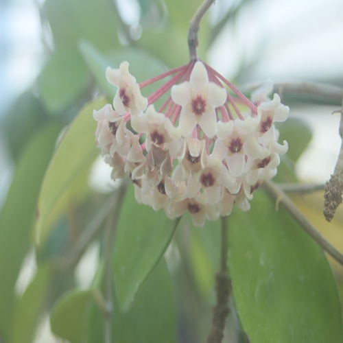サクラランの花