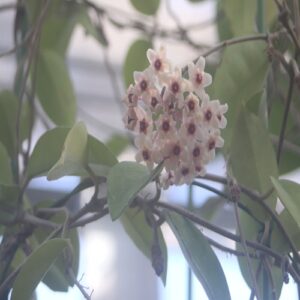 サクラランの花