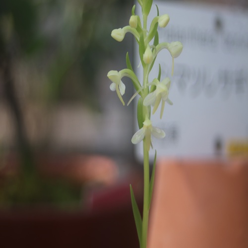 シマツレサギソウの花