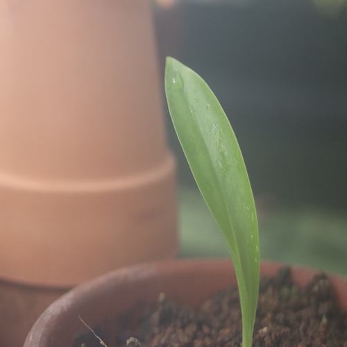 シマツレサギソウの葉