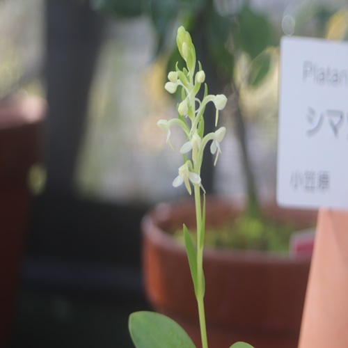 シマツレサギソウの花