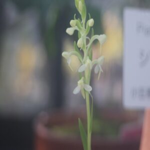 シマツレサギソウの花