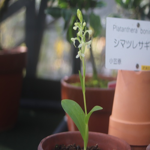 シマツレサギソウの全体像