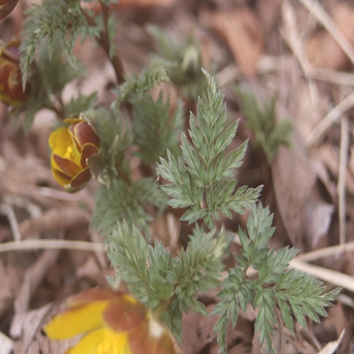 フクジュソウの葉