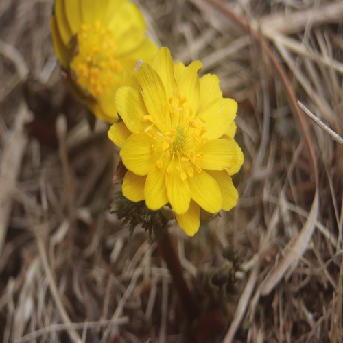 フクジュソウの花