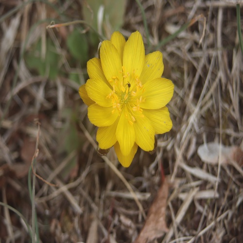 フクジュソウの花