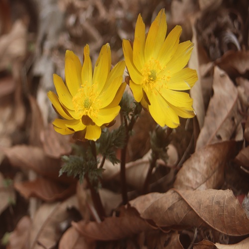 ペアのフクジュソウの花
