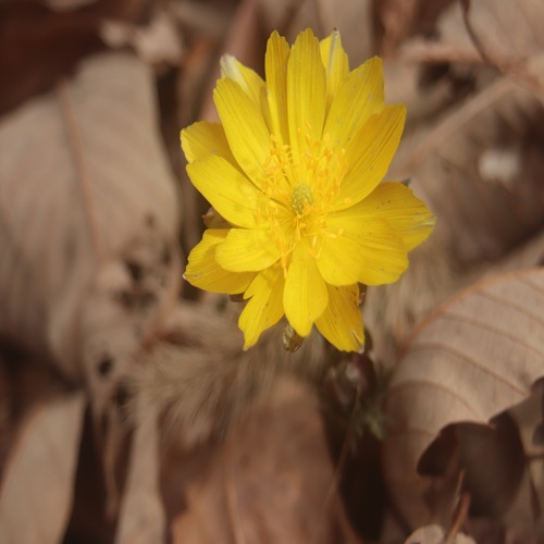 フクジュソウの花