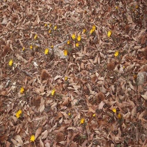 フクジュソウの花の群落