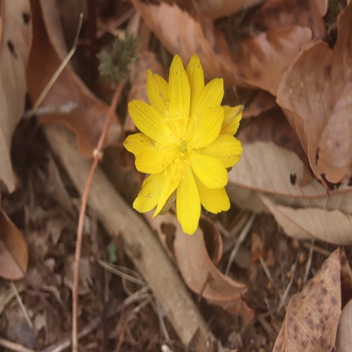 フクジュソウの花