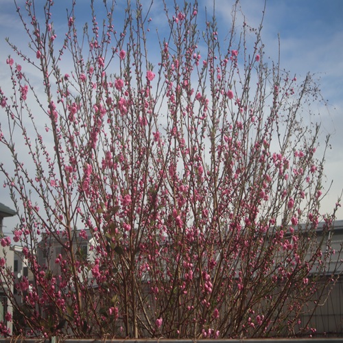 ハナモモの全体像