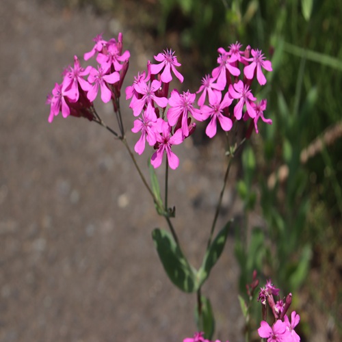 ムシトリナデシコの花