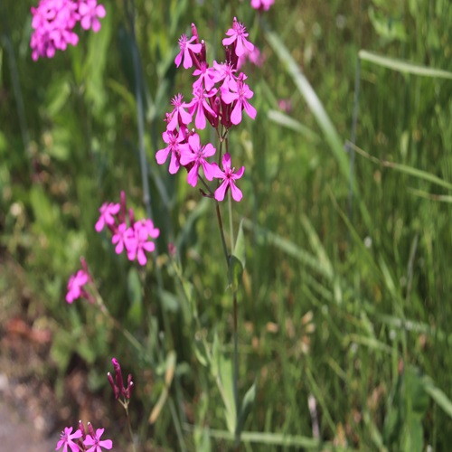 ムシトリナデシコの花