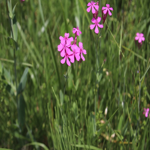 ムシトリナデシコの花