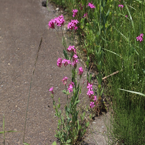 ムシトリナデシコの全体像