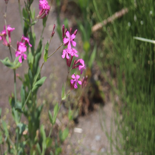 ムシトリナデシコの花