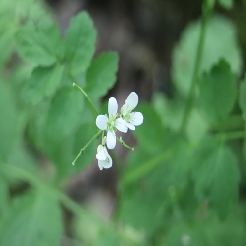 ヒロハコンロンソウの花