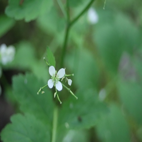 ヒロハコンロンソウの花