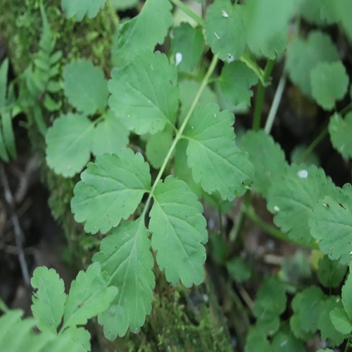 ヒロハコンロンソウの葉