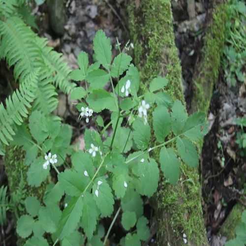 ヒロハコンロンソウの全体像