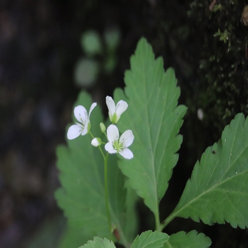 ヒロハコンロンソウの花
