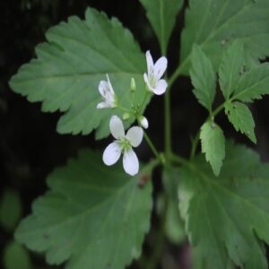ヒロハコンロンソウの花