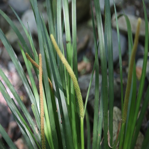 セキショウの花